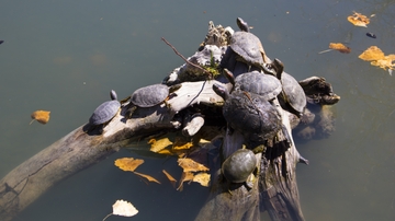 From cloudy to clear UNM Duck Pond ready for company
