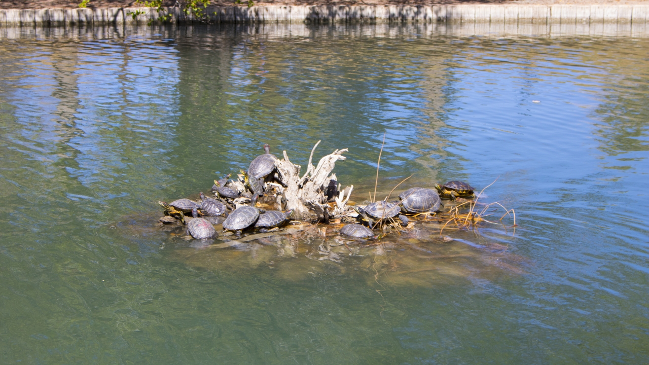 Pond wildlife