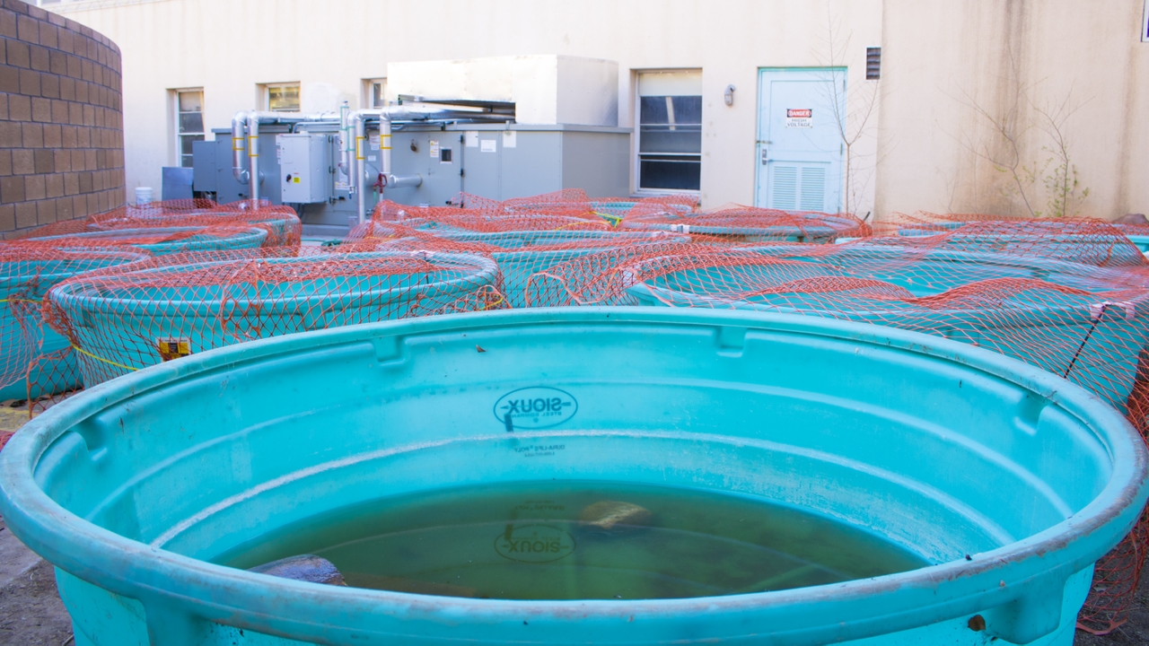 Temporary holding tanks 