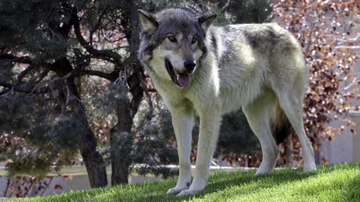 Annual ‘Wolf Fest’ happening this week