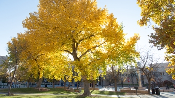 Arbor Day tree planting 