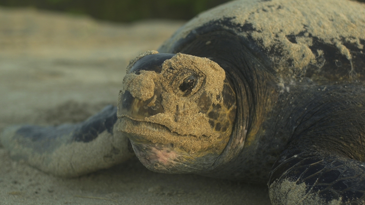 Galapagos Green Sea Turtle
