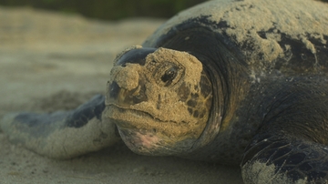 Cracking the case: The taste for turtle and the disappearing delicacy  