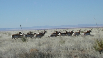 Sevilleta Field Station provides unparalleled research experience for undergraduates