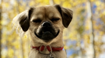 Cuddle a Canine happening Oct. 22