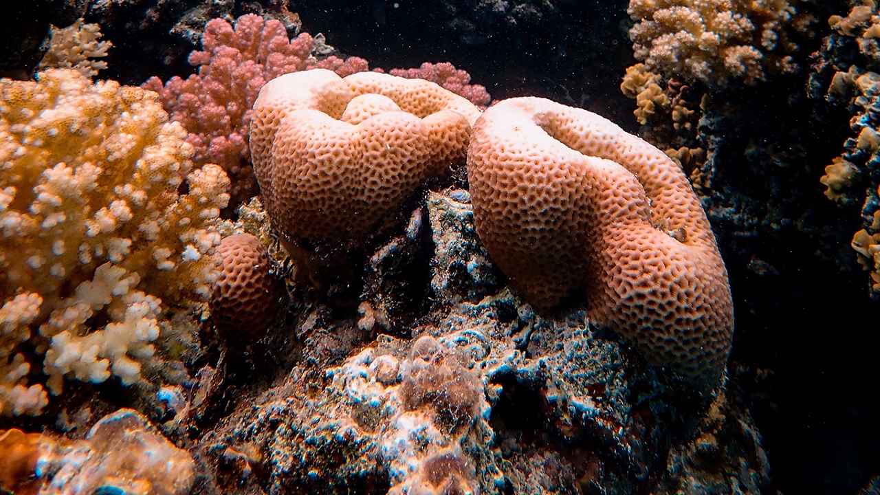 Coral becomes bleached 