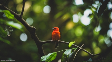 Researcher assembles evolutionary tree of birds