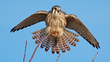 Climate research paints bleak picture for large birds in Mojave Desert