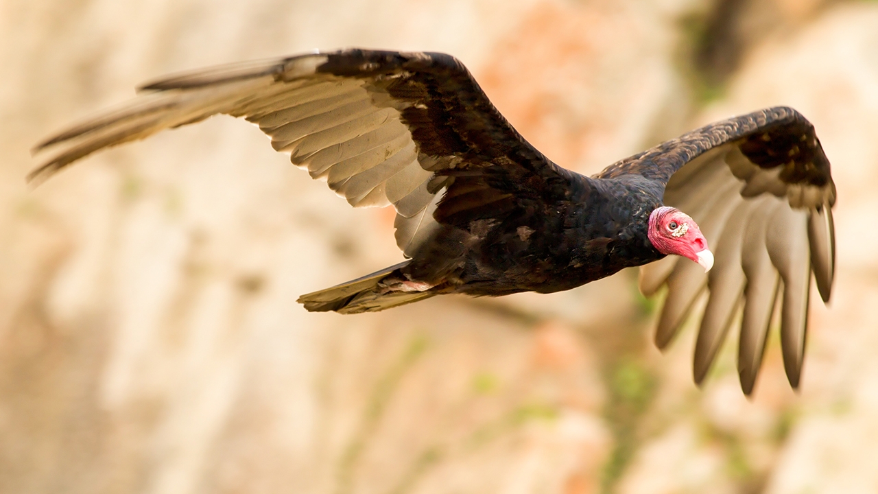 Large carnivorous birds 