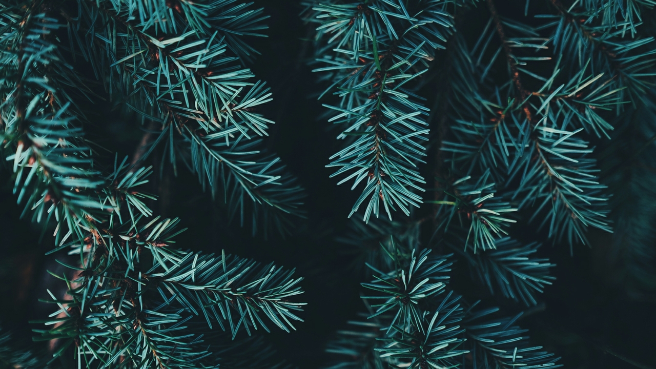 Treecycling