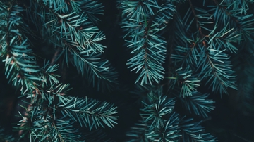City's treecycling programs begins Dec. 30