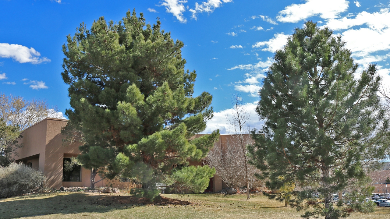 Pine Trees
