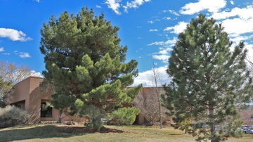 UNM celebrates New Mexico Arbor Day 