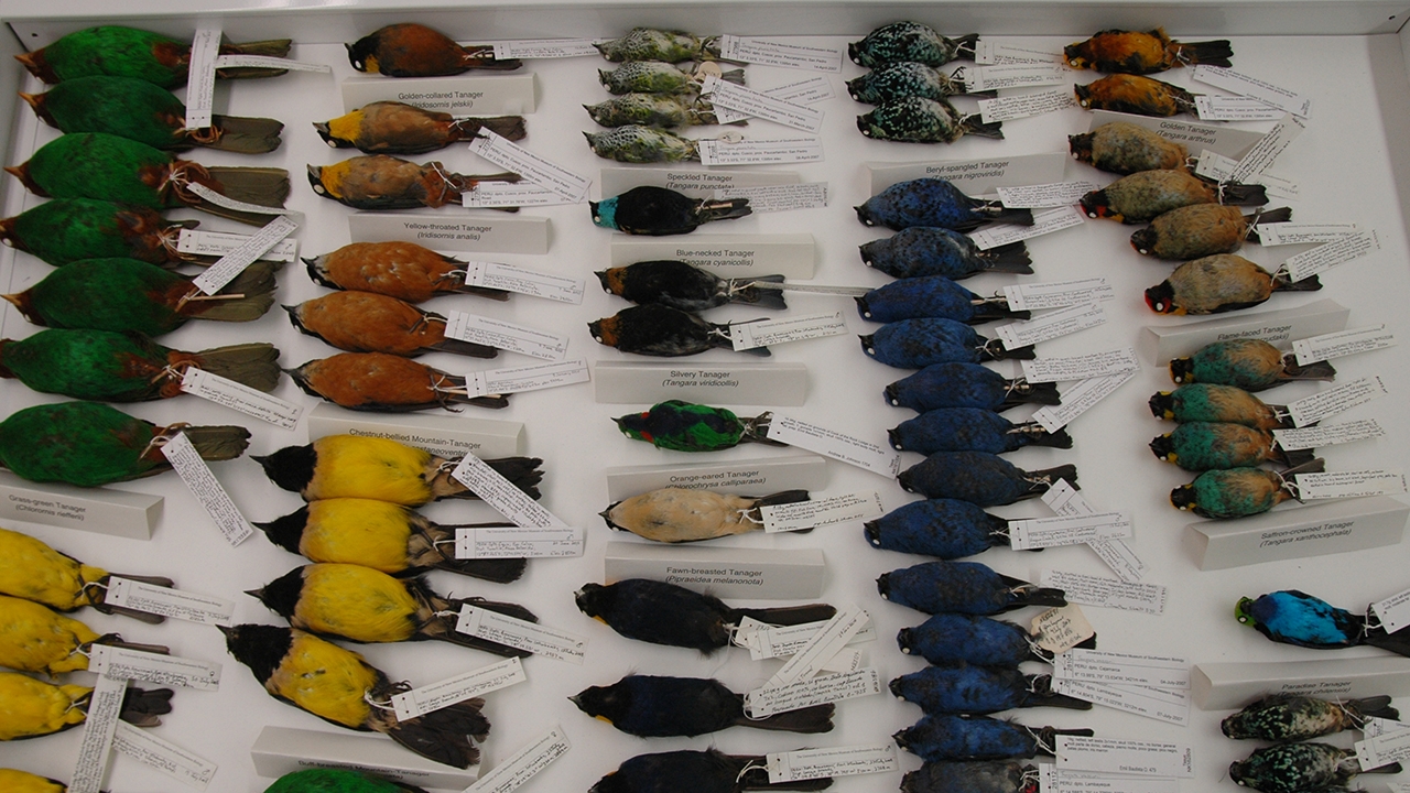 MSB's Division of Birds