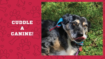Canine volunteers coming to campus 