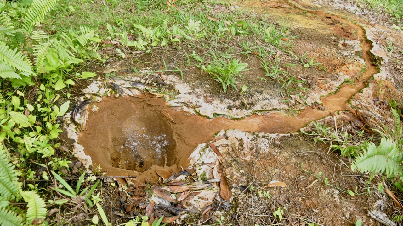 Forearc spring 