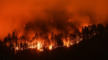UNM scientist makes case for stabilizing forest carbon to help mitigate climate change