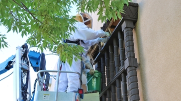 Facilities Management removes beehive from Maxwell Museum