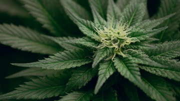 UNM researchers use mobile app to measure how Cannabis flower affects intensity of depression