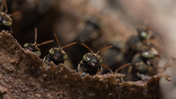 UNM joins multi-institutional effort to create Terrestrial Parasite Tracker project