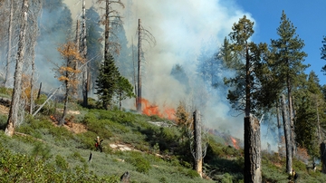 UNM scientists work to mitigate fire danger in Santa Fe Watershed