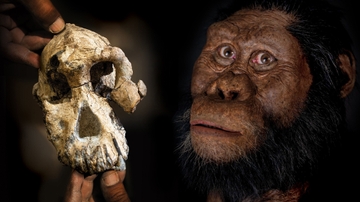 Museum event lets kids study bones, stones, and evolution