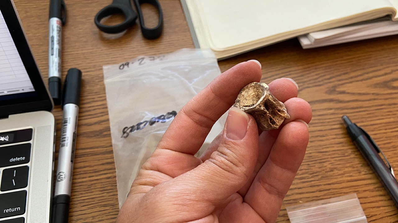 Fish bone sample