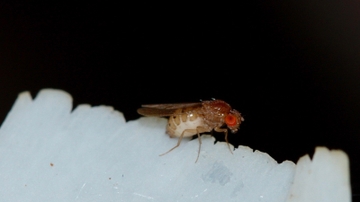 Biologist publishes findings on nematode, insect symbionts