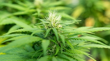 Can Cannabis help ease the mind in the age of COVID-19? 