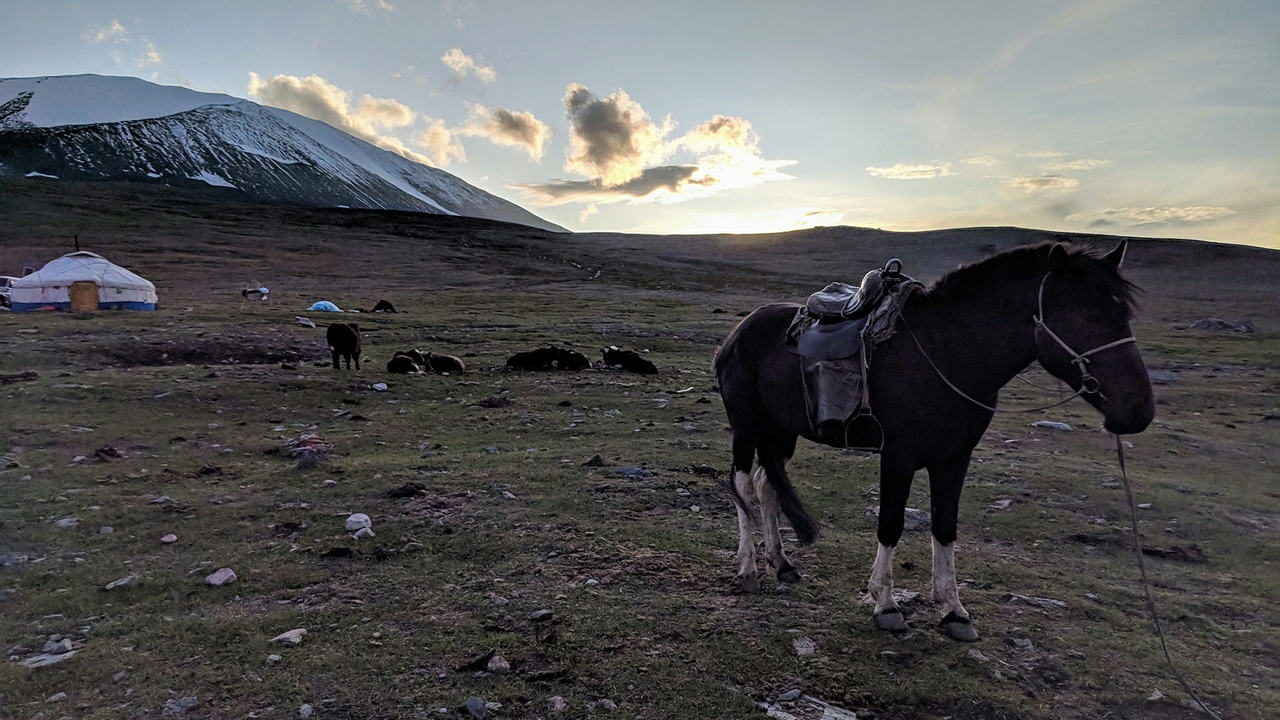 History of horses