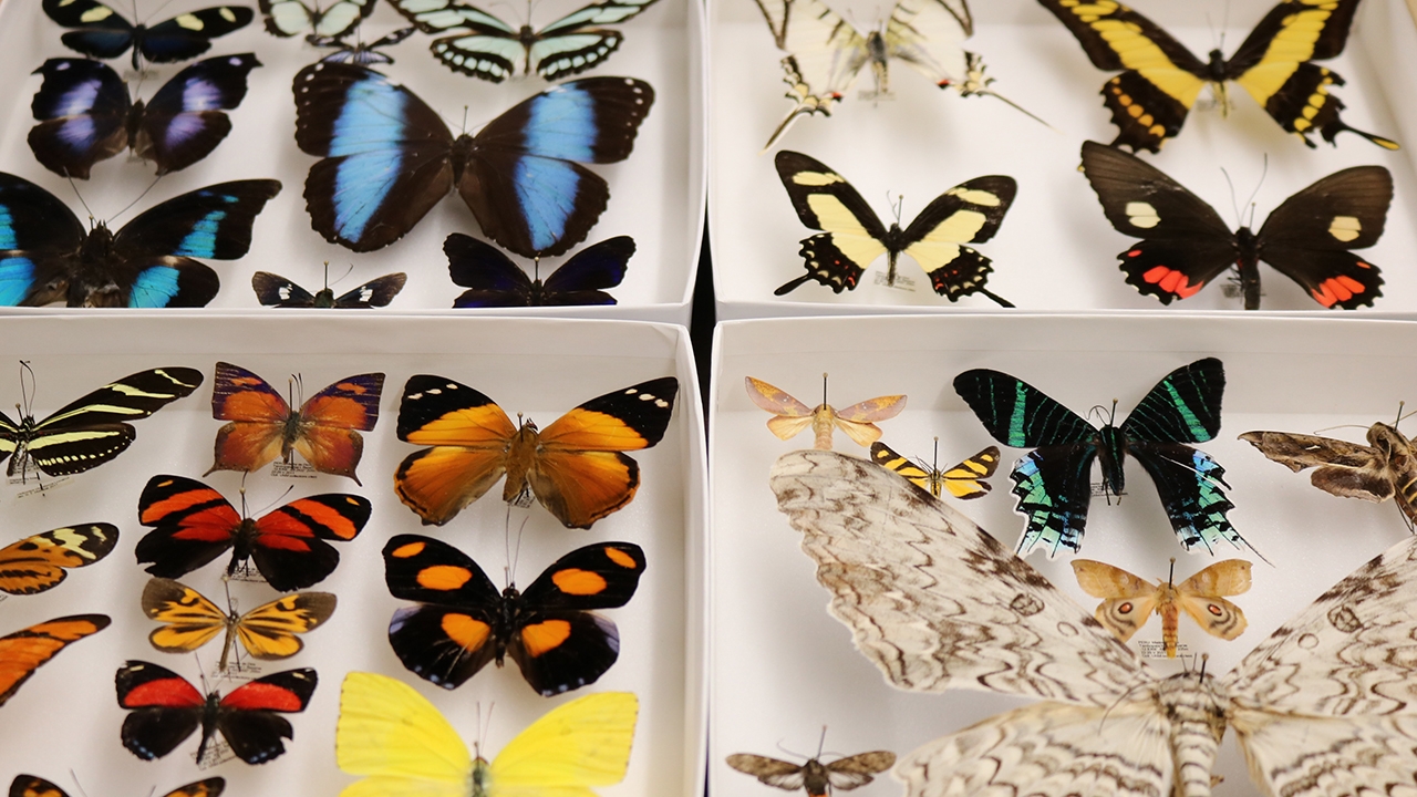 Butterflies on display