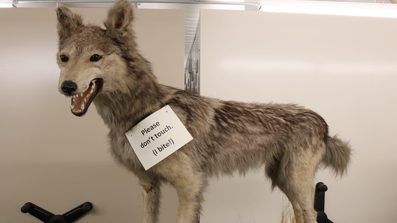 Canis Lupus - Lobo