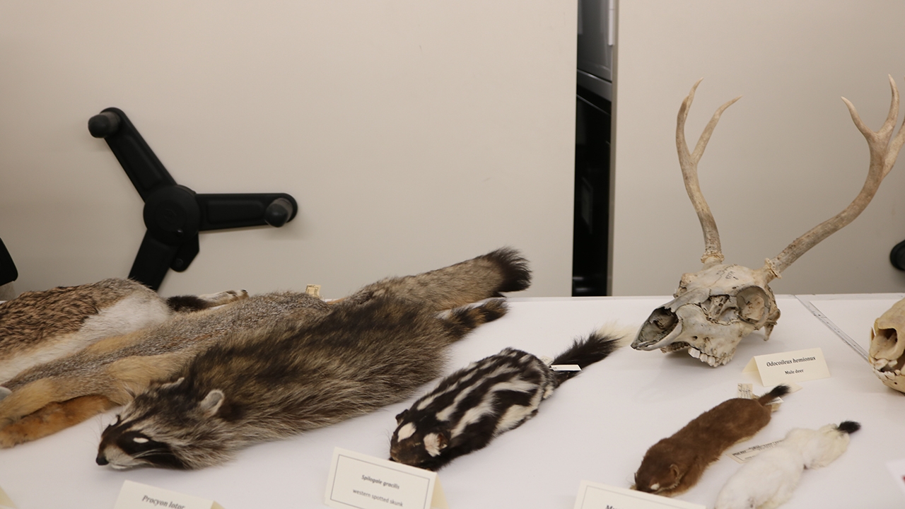 Mammals