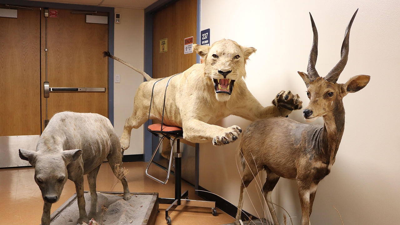 Large mammals on display