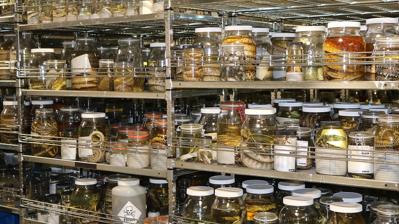Preserved specimens