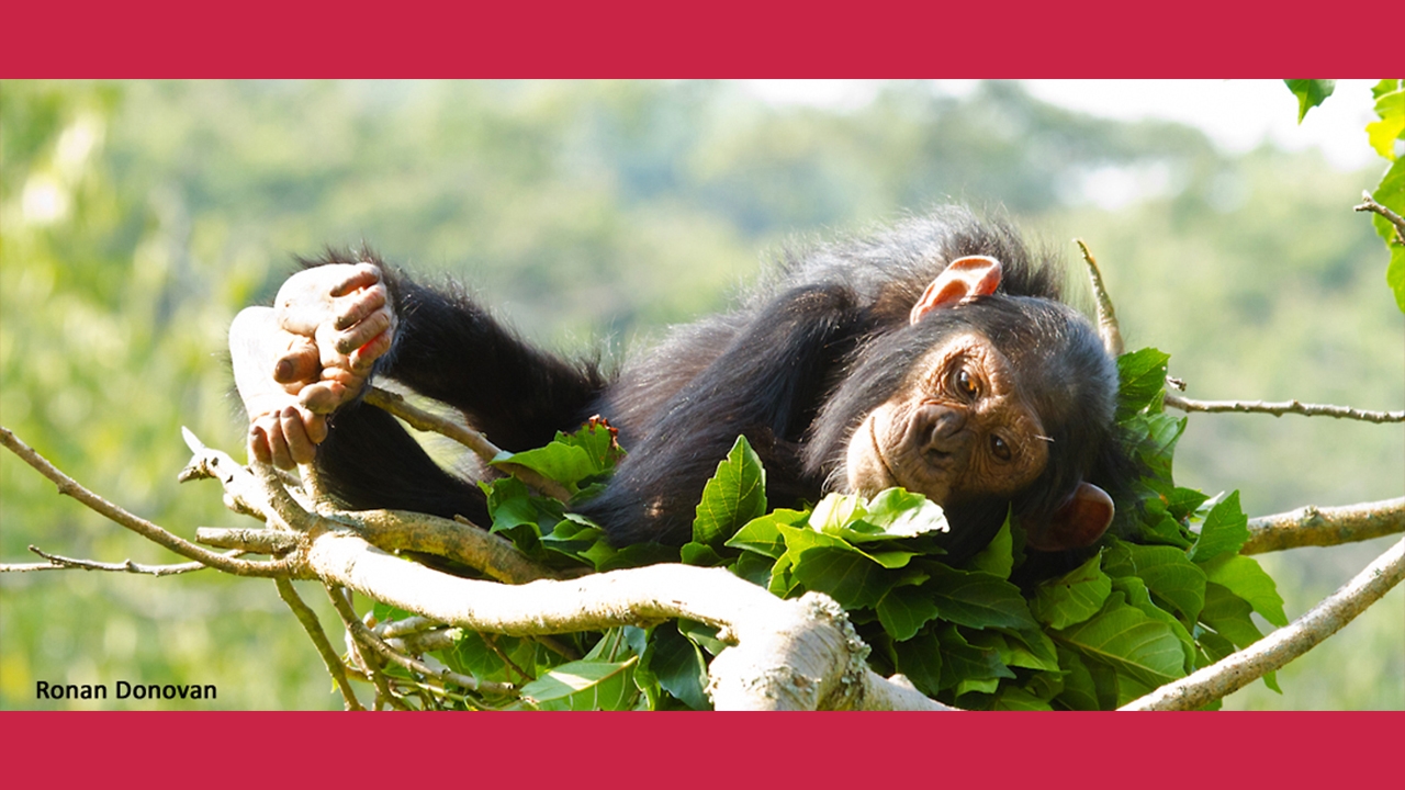 Kibale chimp