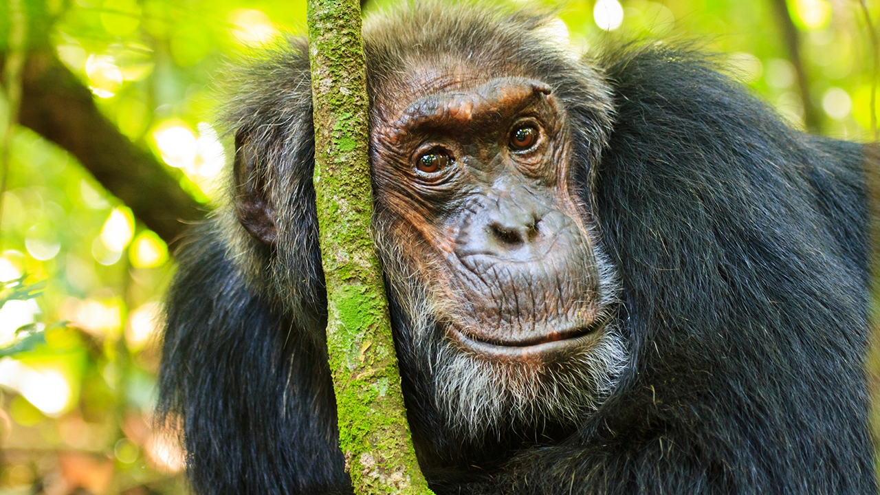 Chimpanzee research