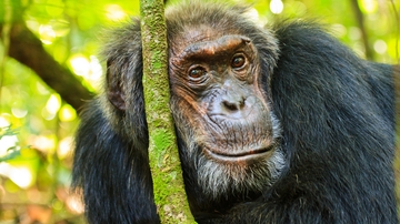 New study shows chimpanzees experience menopause