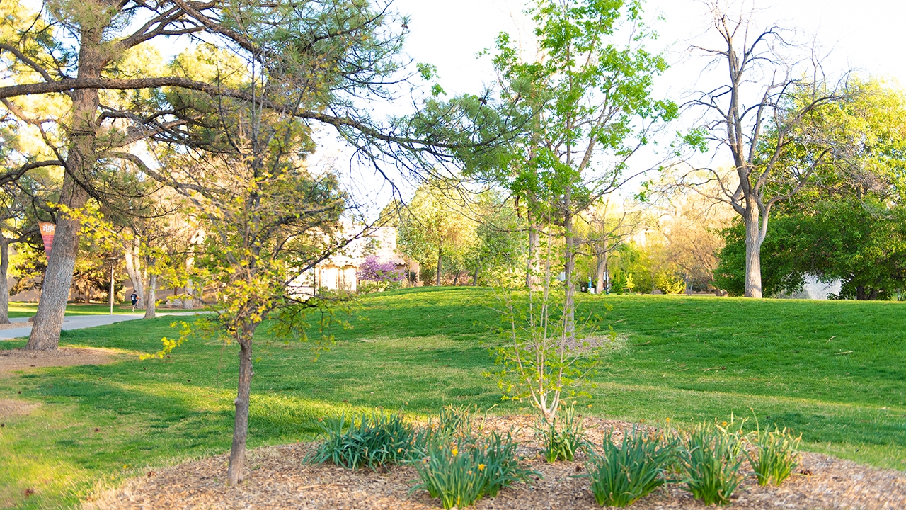 The University of New Mexico