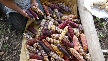 UNM researchers document the first use of maize in Mesoamerica