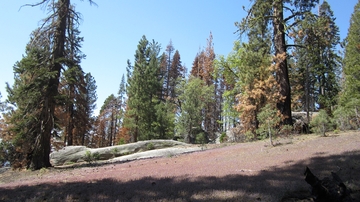 Experts advocate fire management to conserve seasonally dry forests