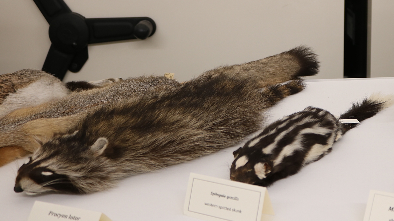 Rodents on display
