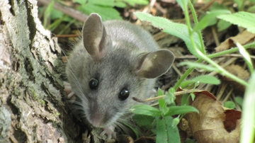 How natural history collections can predict the next pandemic