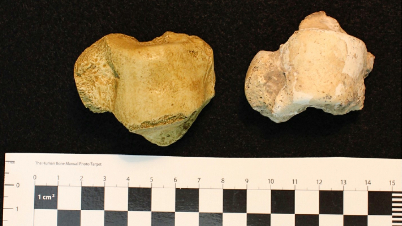 Neandertal bone fossils