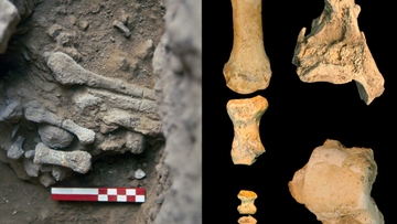 UNM professor on team studying Neandertal remains