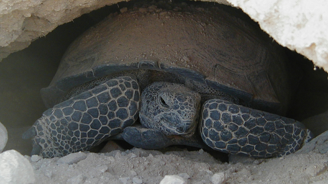 Researchers examine tortoises