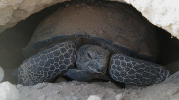 UNM, LANL to study radioactive elements in tortoises 