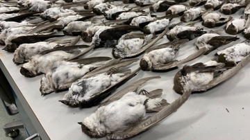 UNM biology students documenting unusual bird die-off