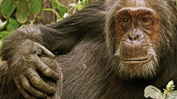 Chimpanzee research may shed new light on human aging