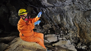 Researcher studying disease-causing fungus in Carlsbad bats